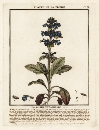 Pyramidal Bugle, Ajuga pyramidalis by Unbekannter Künstler