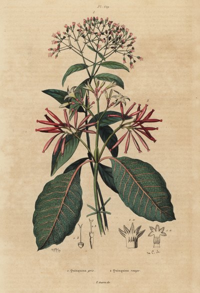 Quinine, Cinchona officinalis and Ladenbergia oblongifolia by Unbekannt