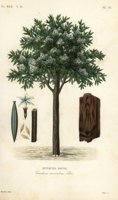 Quinine tree by Unbekannt