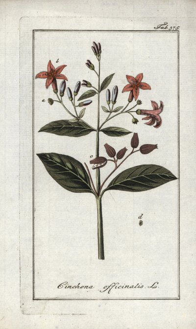 Quinquina (Cinchona officinalis). Lithograph from “Afbeelding der Artseny-Gewassen” by Johannes Zorn (1739-1799), Netherlands by Unbekannter Künstler