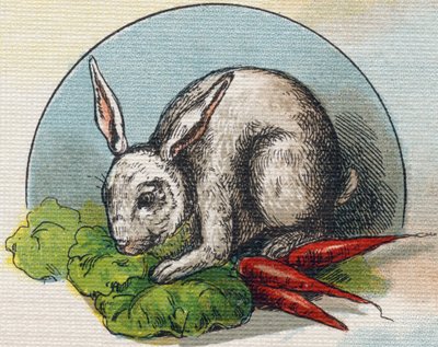 Rabbit eating a carrot by Unbekannt