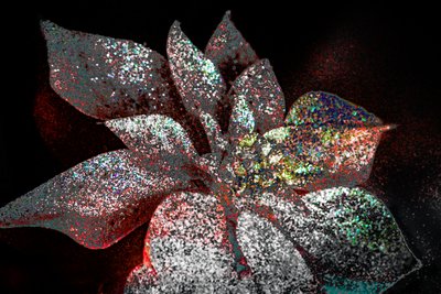 Rainbow Poinsettia for My Darling, 2017 by Unbekannter Künstler