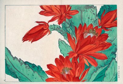 Crimson Cactus Flower by Unbekannter Künstler