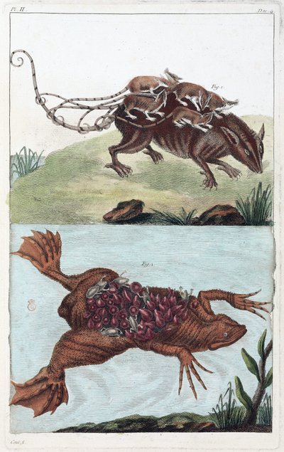 Rat and toad, carrying their offspring on their backs by Unbekannt