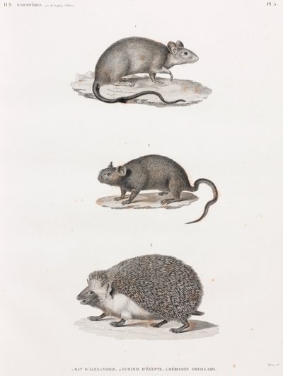 Rat from Alexandria; Echimis from Egypt; Eared Hedgehog by Unbekannt