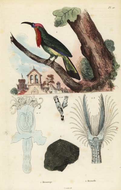 Red-Bearded Bee-Eater, Nyctyornis Amictus, and Fungoid Bryozoan, Plumatella Fungosa by Unbekannt
