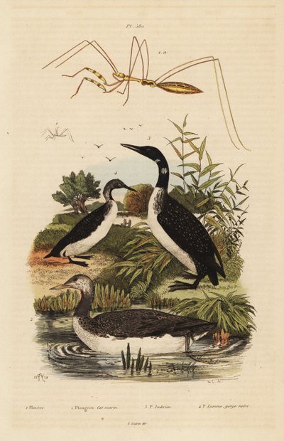 Red-throated loon, common loon, black-throated loon, and thread-legged bug by Unbekannt