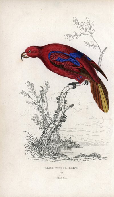 Red Lori, Eos rubra. Psittacus caeruleatus by Unbekannter Künstler