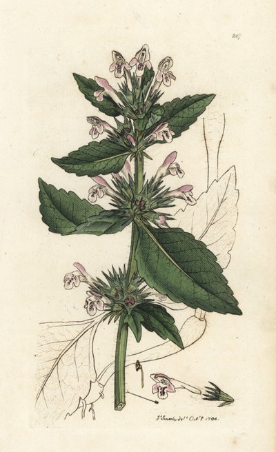 Red Hemp-nettle, Galeopsis tetrahit (Smith