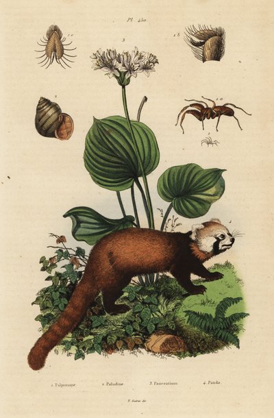 Red panda, Ailurus fulgens, endangered, northern Christmas lily, Proiphys amboinensis, river snail, Viviparus viviparus, and spider, Palpimanus species by Unbekannt