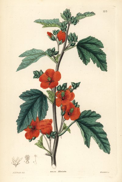 Red purple - Globemallow by Unbekannter Künstler