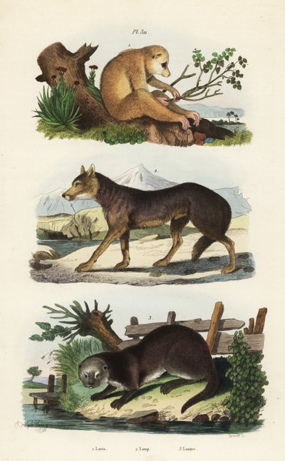 Red slender loris, wolf, and Eurasian otter by Unbekannt