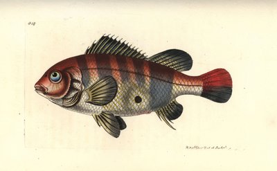 Redstriped eartheater by Unbekannter Künstler