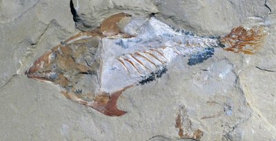Remains of an Animal Preserved as a Fossil by Unbekannter Künstler