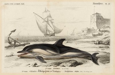 Representation of a Dauphin in 