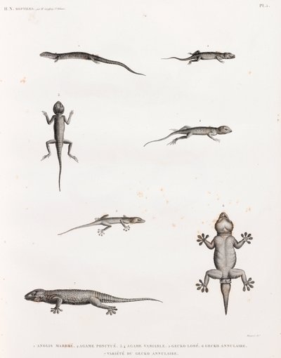 Reptiles: Lizards and Geckos by Unbekannt