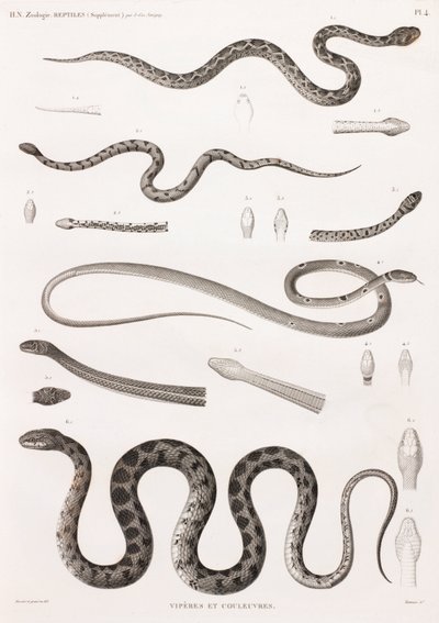 Reptiles: Vipers and Snakes by Unbekannt
