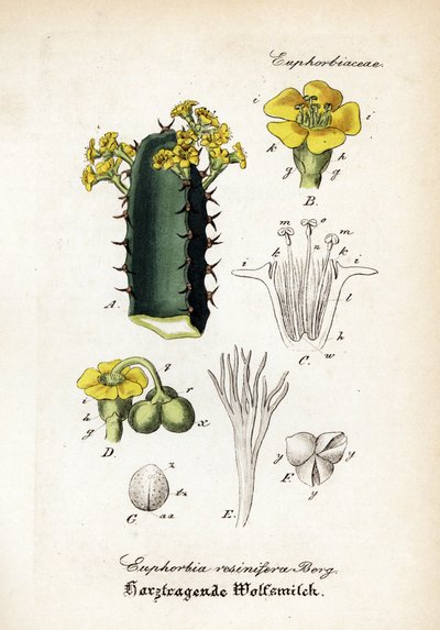 Resin spurge. Handcoloured copperplate engraving from Dr. Willibald Artus
