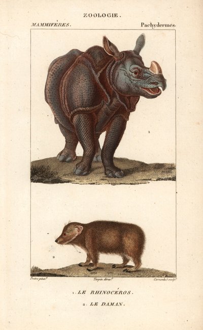 Rhinoceros and Daman by Unbekannter Künstler
