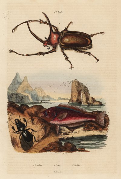 Rhinoceros scarab beetle, Golofa porteri, Cretan scar-fish, Scarus creticus, and Scarites buparius beetle by Unbekannt