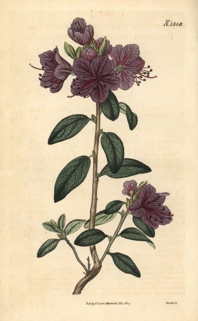 Rhododendron or azalee florists. Handcoloured botanical engraving by Weddell from John Sims