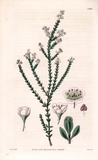 Rock thryptomene, Thryptomene saxicola (Southwest Australian rockery shrub) (Stony baeckea, Baeckea saxicola). Handcoloured copperplate engraving by Swan after an illustration by William Jackson Hooker from Samuel Curtis
