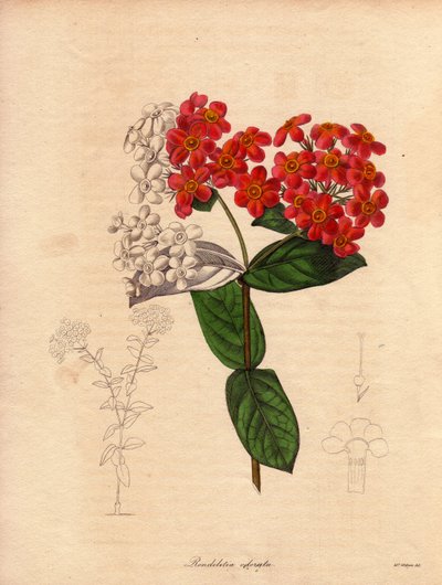 Rondeletie ecarlate or fragrant (Rondeletia odorata). Shrub native to Panama and Cuba, blossomed in the spring of pink and yellow orange flowers. Illustration by Augusta Innes Withers by Unbekannter Künstler