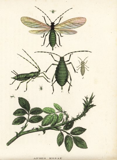 Rose aphid, Aphis rosae, on rose bush. Handcoloured lithograph from Georg Friedrich Treitschke