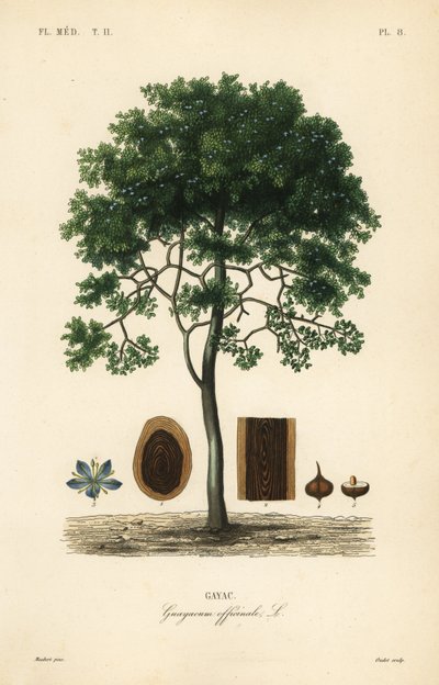Roughbark lignum-vitae or guaiacwood by Unbekannt