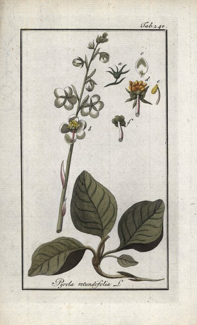 Round-Leaved Pyrole (Pyrola rotundifolia). Lithograph from 