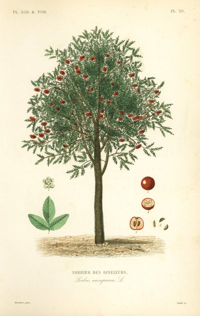 Rowan or mountain ash tree by Unbekannt