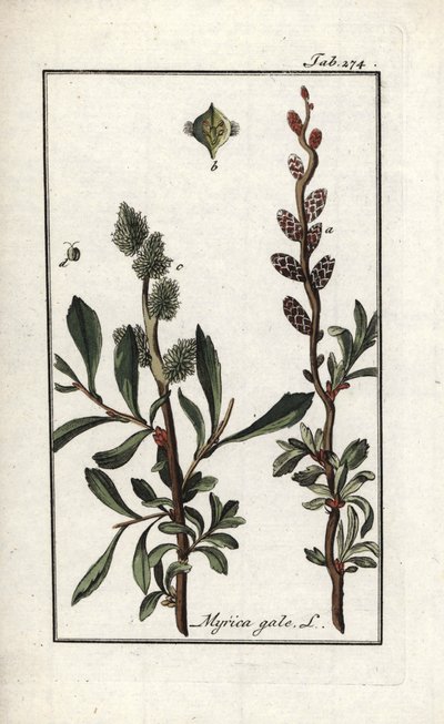 Royal Pepper or Marsh Myrtle (Myrica gale). Lithograph from 
