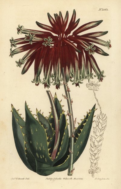 Rubble aloe or mitre aloe by Unbekannt