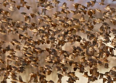 Safety in Numbers 3 (Red-Billed Quelea), Namibia, 2018 by Unbekannter Künstler
