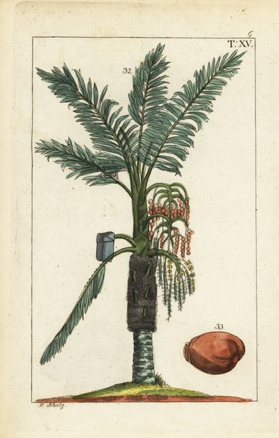 Sago palm tree, Metroxylon sagu by Unbekannter Künstler