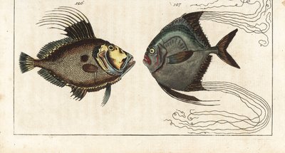 John Dory, Zeus faber, and African Pompano, Alectis ciliaris by Unbekannter Künstler