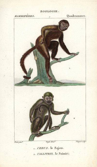 The Capuchin and the Squirrel Monkey by Unbekannter Künstler