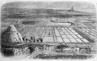 Salt production: salt marshes of southern France. 19th century engraving by Unbekannt