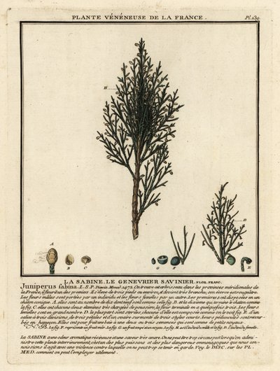 Savin juniper by Unbekannter Künstler