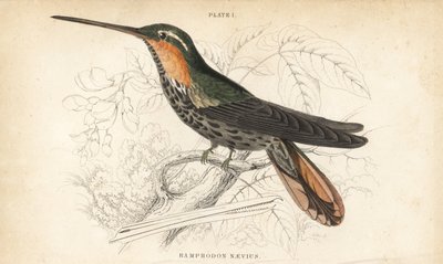 Saw-billed hermit, Ramphodon naevius (Spotted saw-billed hummingbird). Handcoloured steel engraving from Sir William Jardine
