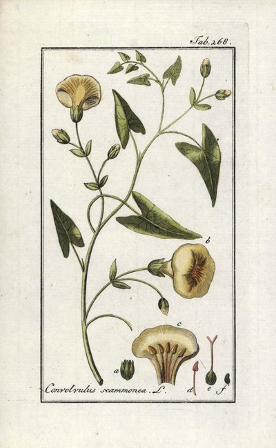 Scamonee (Convolvulus scammonia). Lithograph from 