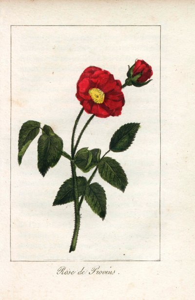 Scarlet Provence Pink, Rosa Gallica. Handcoloured Copperplate Engraving of an Illustration by Miss Prudhomme from Hommage Rendu a la Rose, Paris, Circa 1815 by Unbekannter Künstler