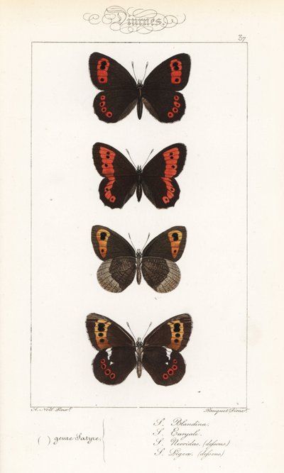 Scotch argus, Erebia aethiops, large ringlet, Erebia euryale, autumn ringlet, Erebia neoridas (ventral), and Arran brown, Erebia ligea (ventral). Handcoloured steel engraving by the Pauquet brothers after an illustration by Alexis Nicolas Noel from Hippoly by Unbekannter Künstler
