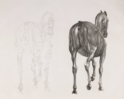 Second dissected layer of a horse, back view by Unbekannt