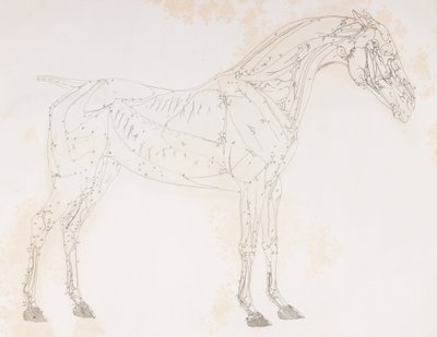 Second dissected layer of a horse, side view by Unbekannt