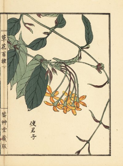 Shikunshi, Chinese honeysuckle or Rangoon creeper, Combretum indicum. Handcoloured woodblock print by Kono Bairei from Kusa Bana Hyakushu (One Hundred Varieties of Flowers), Tokyo, Yamada by Unbekannter Künstler