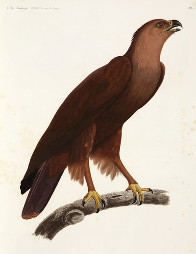 Shrill Eagle, Egypt by Unbekannter Künstler