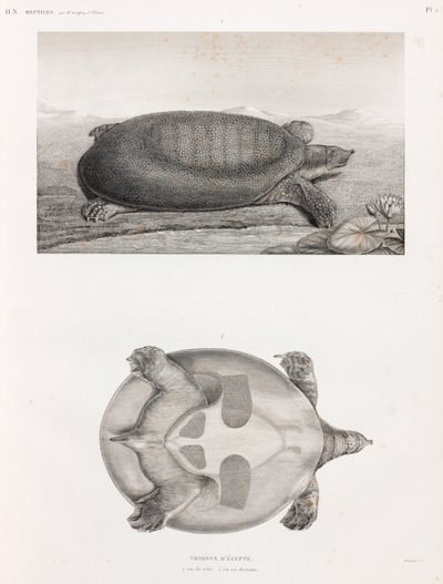 Side and Underneath View of a Turtle by Unbekannt