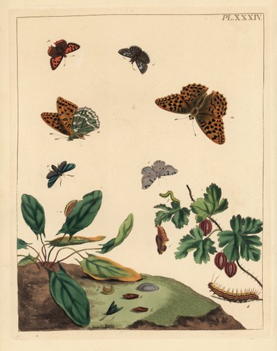 Silver-washed fritillary butterfly, Argynnis paphia, forester moth, Adscita statices, L. or gooseberry moth, Halia vauaria, small copper butterfly, Lycaena phlaeas, dingy skipper, Erynnis tages, and gooseberry bush, Ribes grossularia by Unbekannter Künstler