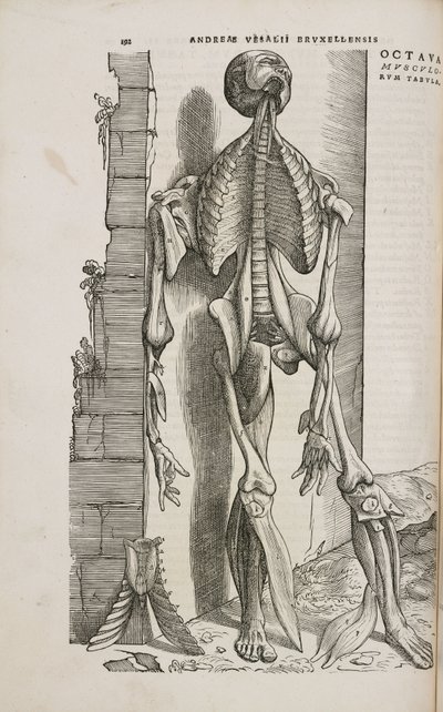 Front view of the bones and deeper muscles of the male human body by Unbekannt